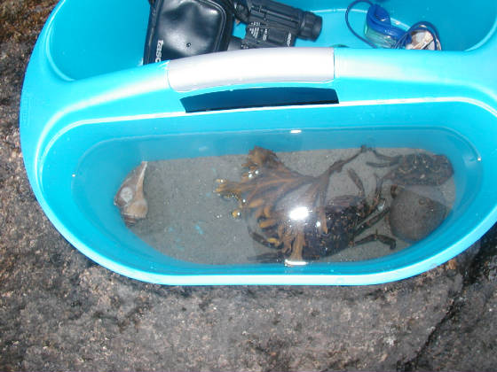 specimen1smelly.jpg