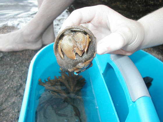 specimen2.jpg